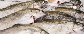 魚類產(chǎn)品